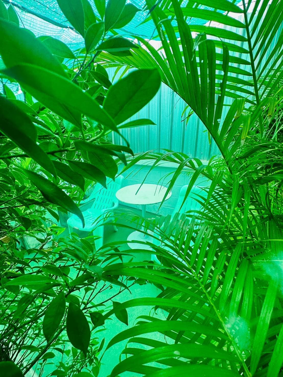 ต้นไม้และมุมเขียวภายใน Harmony Sauna